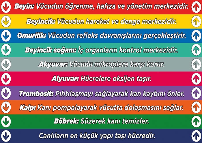 Fen bilgisi Merdiven yazısı