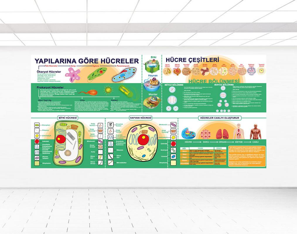 Hücre Çeşitleri posteri