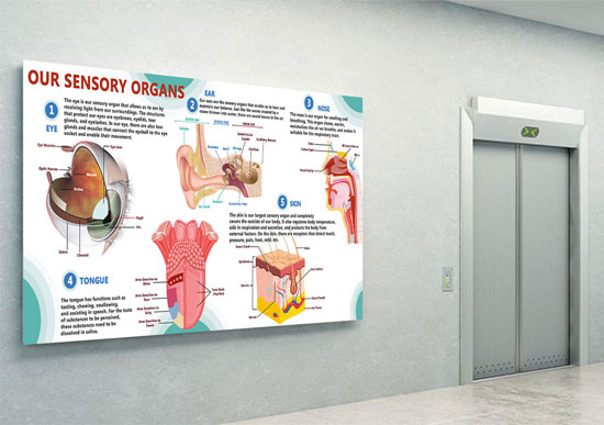 Our Sensory Organs 