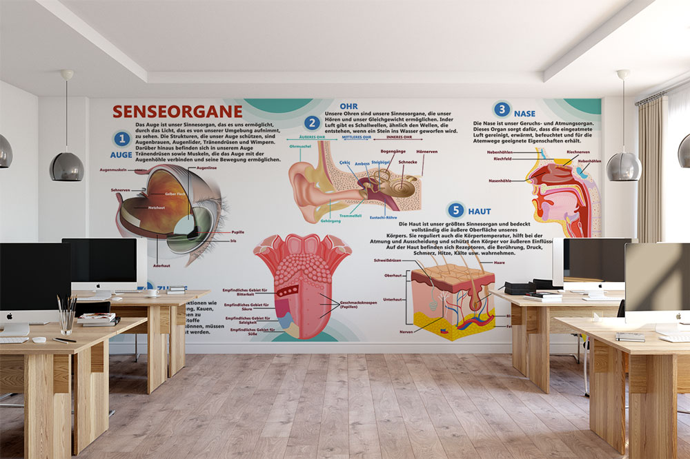 Senseorgane