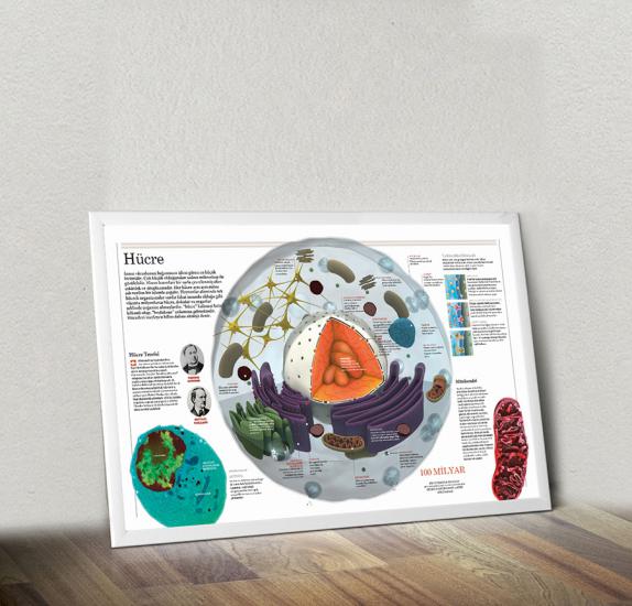 Fen sokağı, fen sokağı posterleri, fen koridoru, fen bilgisi kapı giydirme, laboratuvar kapı giydirme, fen bilgisi kiriş yazıları, fen bilimleri, fen bilgisi posteri, fen bilgisi afişleri, fen sokağı